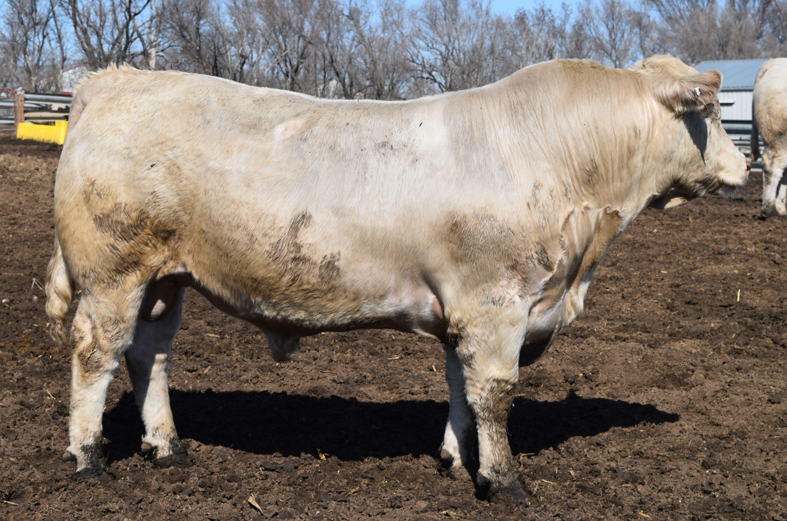 rostercharolais